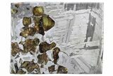 Seymchan Pallasite Meteorite Slice ( g) - Russia #305576-1